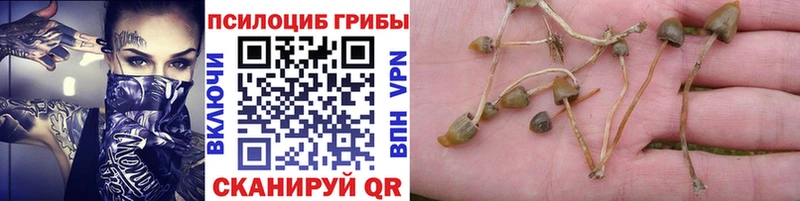 закладка  Ивдель  Галлюциногенные грибы Psilocybe 